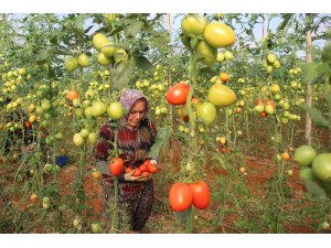 Üreticiden büyükşehirlerdeki domates fiyatına tepki