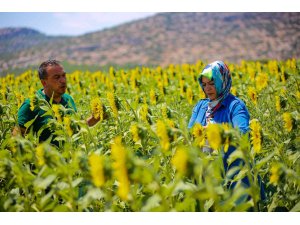 Antalya tarımına geçen yıl 143 milyonluk destek sağlandı