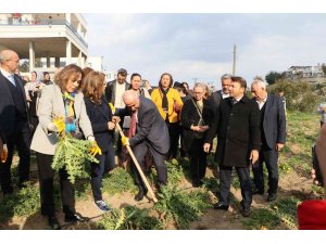 3 ayda hasat vakti geldi, kilosu 60 liradan satılıyor