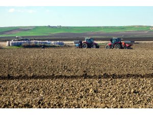 Patates tohumları toprakla buluşuyor