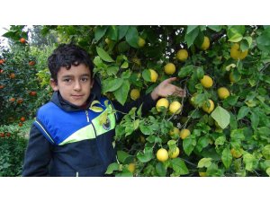 Mersin’de limon hasadı sürüyor