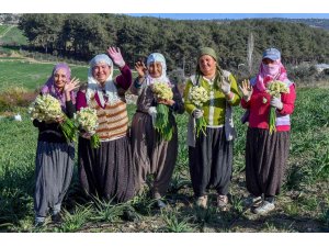 Mersin’de Nergis Festivali düzenlenecek