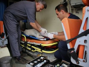 Hayvan ambulansı ile ölümler azalıyor