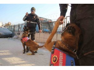 Köpekler yaralı halde enkazdan enkaza koştu