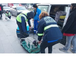 Akdeniz Belediyesi sokakta yaşayan canlıları da unutmadı