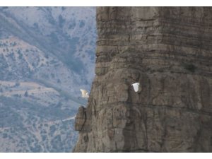 Erzurum’da büyük ak balıkçıl dron ile görüntülendi