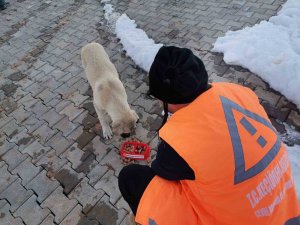 Keçiören Belediyesi veteriner hekimleri yaraları sarıyor