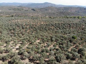 Kuraklık zeytin rekoltesini olumsuz etkileyebilir