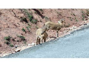 Dağ keçileri yoldan görüntülendi