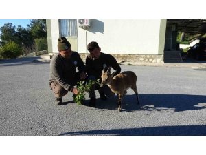 Yavru yaban keçisi, milli parkların maskotu oldu