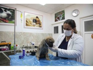 Enkazda sahiplerini kaybeden ‘Afet’ isimli köpeğe büyükşehir sahip çıktı