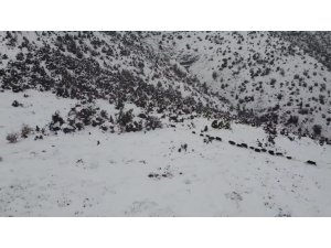 Elazığ’da kar üzerindeki domuz sürüsü dron ile görüntülendi