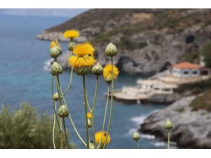 Kuşadası Belediyesi’nden ‘Doğal Botanik Parka’ koruma çemberi