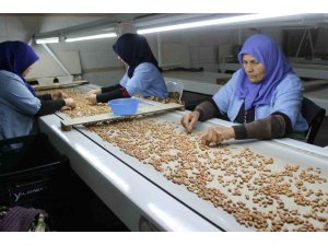 Osmaniye’de fabrikalar yer fıstığı üretimi için mesai yapıyor