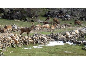 Antalya’da mahallelinin ürkek misafirleri