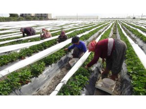 Mersin’de açıkta çilek hasadı başladı: 80 bin ton ürün bekleniyor