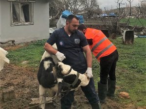 Antalya Büyükşehir Belediyesi’nden Gaziantep’te veterinerlik hizmeti