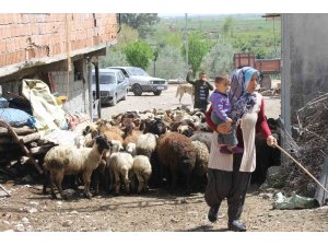 Dört çocuk annesi devletten aldığı destekle 230 koyunluk sürünün sahibi oldu