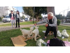 Biberonla beslediği kuzular, parklardaki çocukların sevgilisi oldu