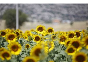 Korkutelili çiftçilere ayçiçeği tohumu dağıtıldı