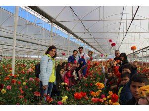 Aksu’da Anaokulu öğrencileri çiçek hasadında