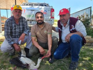 Ormancıların bulduğu yaralı leylek tedavi altına alındı