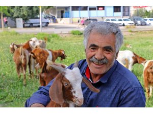 Antalya’nın lüks keçileri, turistleri ve vatandaşları hayran bırakıyor