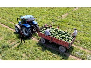 Tescilli Adana karpuzunda hasat başladı