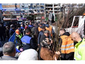 Isparta Belediyesi cuma günü 10 bin adet armut fidanını ücretsiz dağıtacak