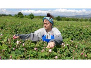 Isparta’da gül hasadı başladı