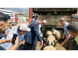 Hatay’da depremde hayvanlarını kaybedenlere küçükbaş dağıtıldı