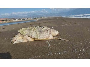 Hatay’da sahilde ölü caretta caretta bulundu