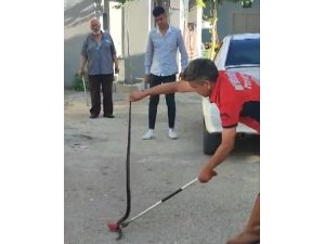 Havalar ısındı yılanlar yerleşim yerlerine indi