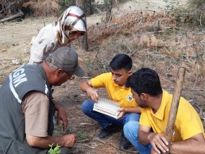 Kuruyan ormanlara zararlı böcekleri yok eden faydalı böcekler bırakıldı