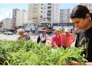 Mezitli Belediyesinden vatandaşlara sebze fidesi