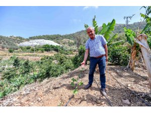 Mersin’de üreticilere passiflora fidesi desteği