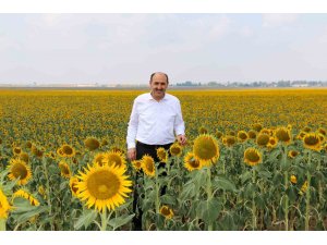 Çukurova’da “beyaz altının” yerine “sarı altın aldı”