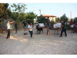 Eşeğe saman balyası yüklemek için kıyasıya yarıştılar