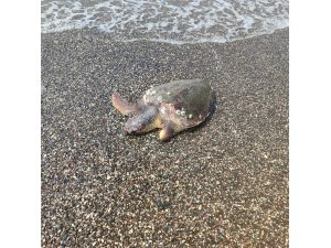 Ölü caretta caretta sahile vurdu