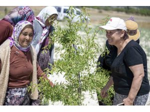 Mersin Büyükşehir Belediyesinin tarımsal üretime desteği sürüyor