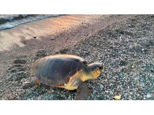 Caretta Carettalar yumurtlamak için Koru sahiline geldi