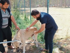 Osmaniye’de, yaylalardaki yaralı sokak hayvanları tedavi edildi