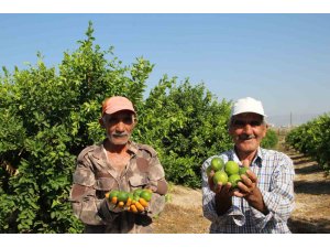 Türkiye’nin ilk ’lime’ cinsi limon hasadı Silifke’de yapıldı