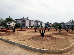 Bir portakal bahçesi de Mehmet Akif Ersoy Mahallesi’ne