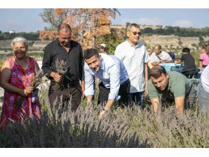 Çaltıbozkır’da Lavanta Hasat Şenliği