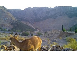 Ormancıların, can suyu havuzları yaban hayatına can oluyor