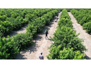 Limonda hasat başladı, verim yüzleri güldürdü