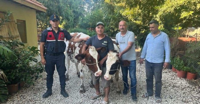 Jandarma çalınan büyükbaşları bularak sahibine teslim etti