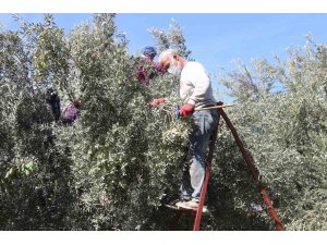 Mut’ta zeytin hasadı başladı