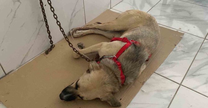 Yaralı halde bulunan sokak köpeğinin röntgen görüntüsü şoke etti